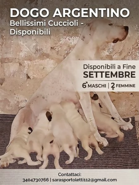 Dogo Argentino cuccioli  | Foto 0