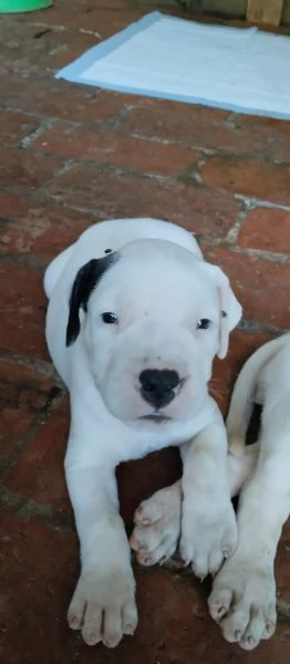 SPLENDIDI CUCCIOLI DI DOGO ARGENTINO CON PEDIGREE  | Foto 6