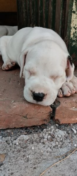 SPLENDIDI CUCCIOLI DI DOGO ARGENTINO CON PEDIGREE  | Foto 5