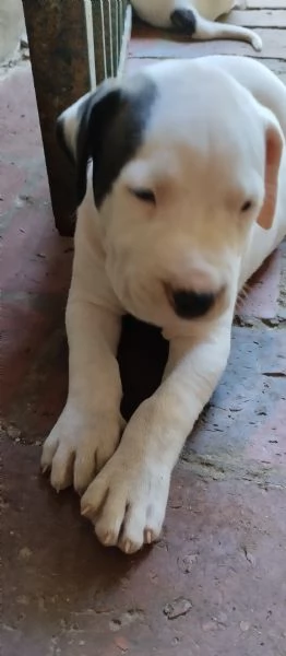 SPLENDIDI CUCCIOLI DI DOGO ARGENTINO CON PEDIGREE  | Foto 4