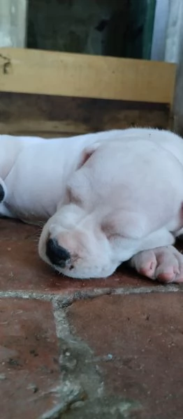 SPLENDIDI CUCCIOLI DI DOGO ARGENTINO CON PEDIGREE  | Foto 3