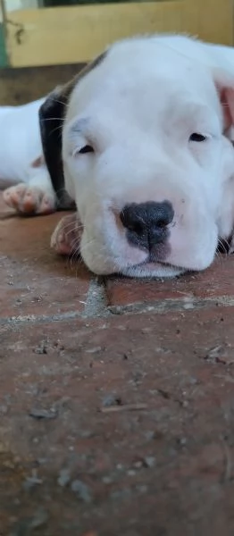 SPLENDIDI CUCCIOLI DI DOGO ARGENTINO CON PEDIGREE  | Foto 2