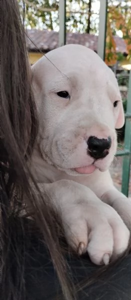 SPLENDIDI CUCCIOLI DI DOGO ARGENTINO CON PEDIGREE  | Foto 1