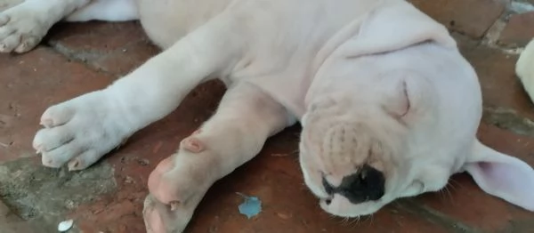 SPLENDIDI CUCCIOLI DI DOGO ARGENTINO CON PEDIGREE  | Foto 0
