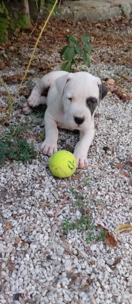 SPLENDIDI CUCCIOLI DI DOGO ARGENTINO CON PEDIGREE 