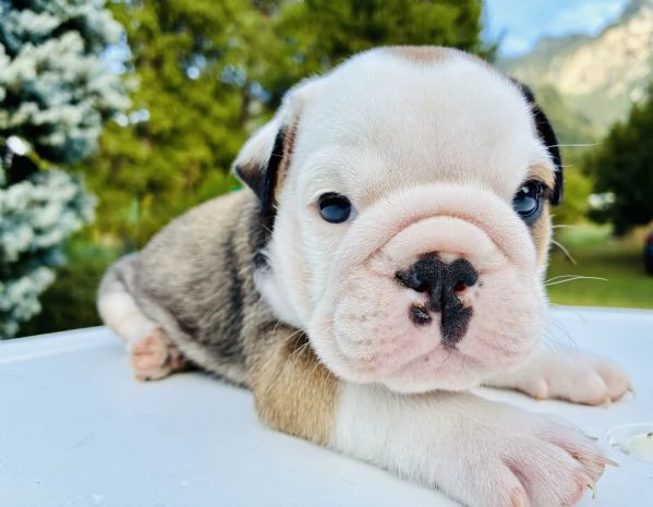 Cuccioli Bulldog Inglese con Pedigree | Foto 7