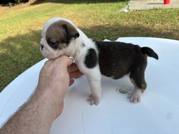 Cuccioli Bulldog Inglese con Pedigree | Foto 6