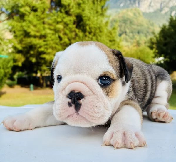 Cuccioli Bulldog Inglese con Pedigree | Foto 5