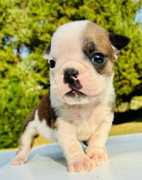 Cuccioli Bulldog Inglese con Pedigree | Foto 4