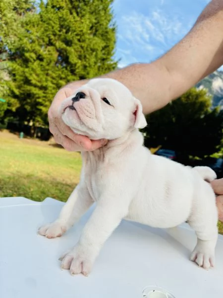 Cuccioli Bulldog Inglese con Pedigree | Foto 3