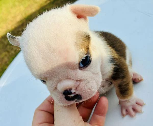 Cuccioli Bulldog Inglese con Pedigree | Foto 2