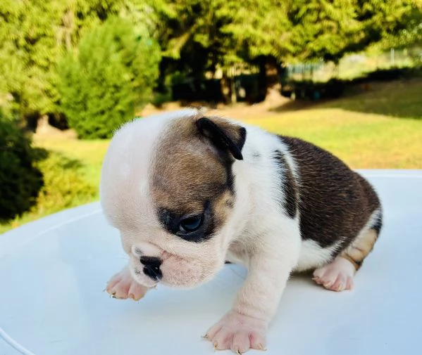 Cuccioli Bulldog Inglese con Pedigree | Foto 1