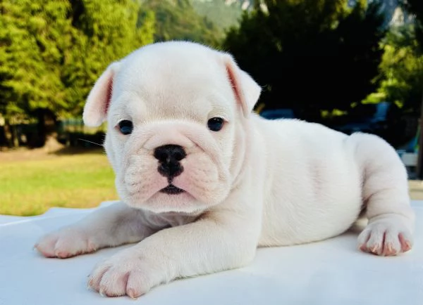 Cuccioli Bulldog Inglese con Pedigree | Foto 0