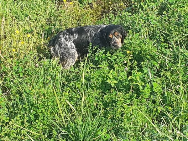 Cuccioli di Epagneul Breton