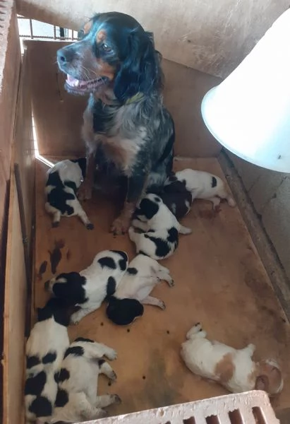 Cuccioli di Epagneul Breton | Foto 1
