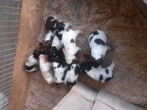 Cuccioli di Epagneul Breton | Foto 0