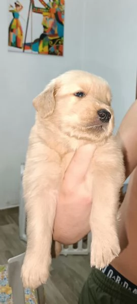 Golden retriever americano 