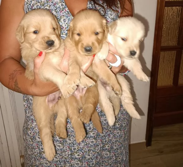 Golden retriever americano  | Foto 3