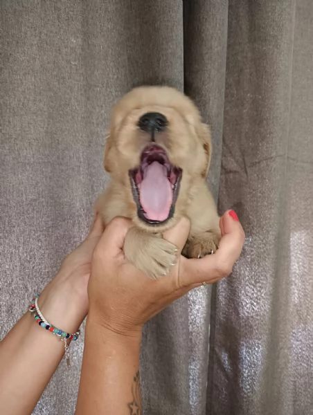 Golden retriever americano  | Foto 1