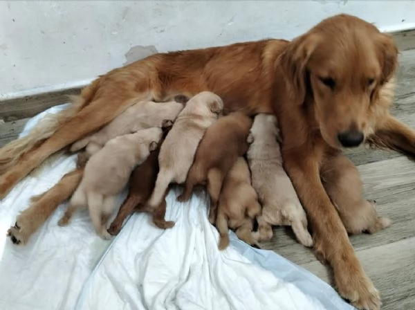 Golden retriever americano  | Foto 0