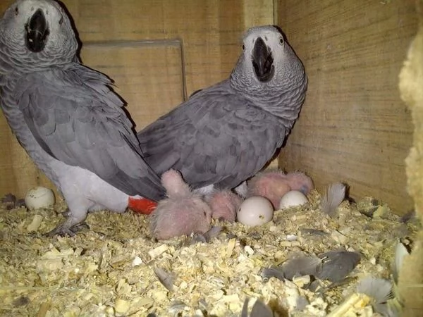 Pappagallo cenerino africano sano in vendita | Foto 0