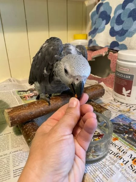 Disponibile coppia di pappagalli cenerini africani