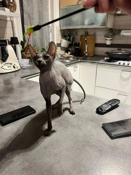 Maschio sphynx