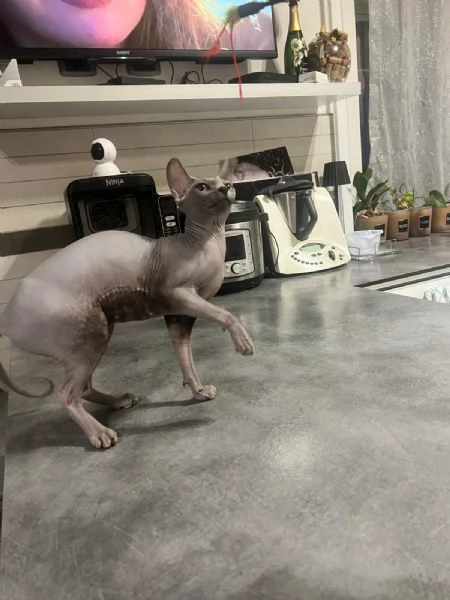 Maschio sphynx | Foto 5