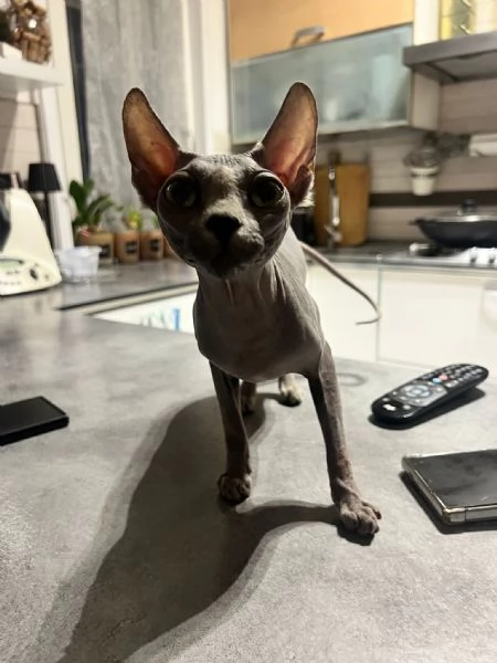 Maschio sphynx | Foto 4