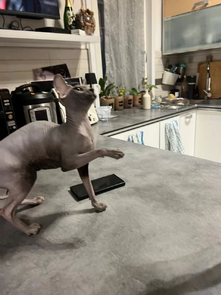 Maschio sphynx | Foto 3