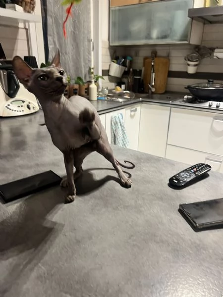 Maschio sphynx | Foto 2