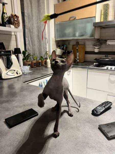 Maschio sphynx | Foto 1