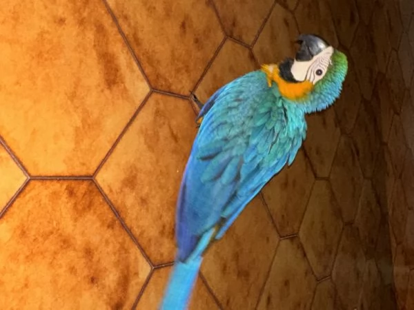 Ara arauna allevato a mano  | Foto 0