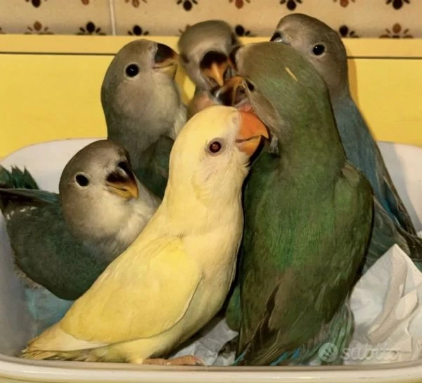 Inseparabili allevati a mano