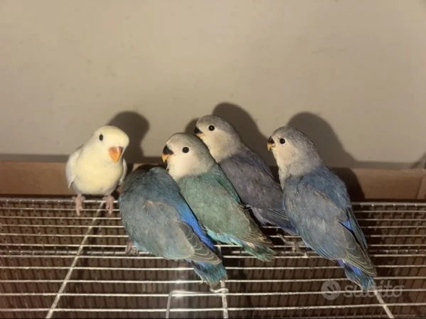 Inseparabili allevati a mano | Foto 1