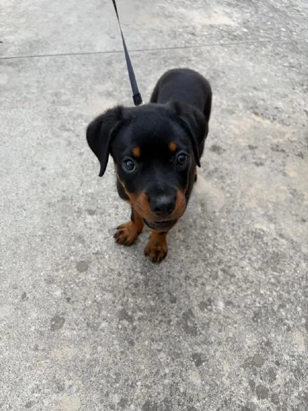 Cucciolo di quasi tre mesi di rottweiler femmina