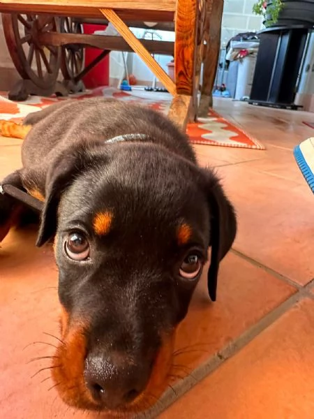 Cucciolo di quasi tre mesi di rottweiler femmina | Foto 0