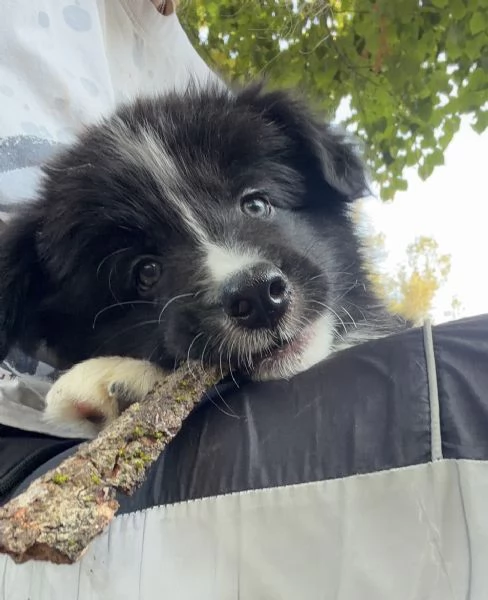 CUCCIOLI BORDER COLLIE CON PEDIGREE