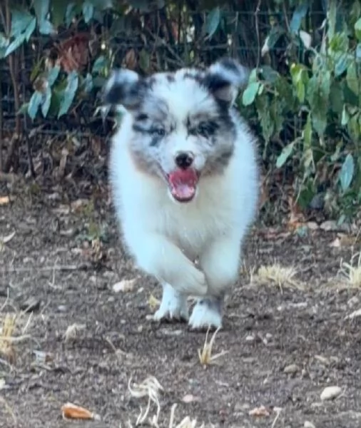 CUCCIOLI BORDER COLLIE CON PEDIGREE | Foto 3