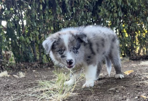 CUCCIOLI BORDER COLLIE CON PEDIGREE | Foto 1