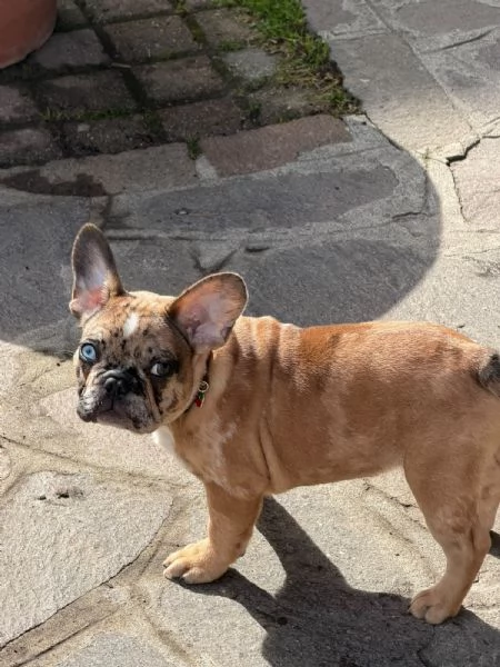 Bulldog Francese  | Foto 1
