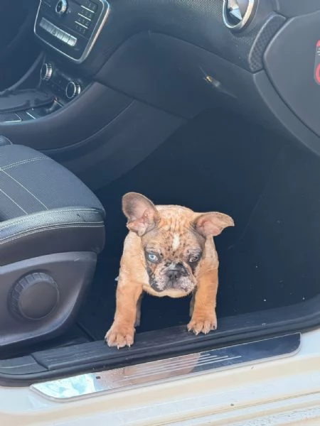Bulldog Francese  | Foto 0