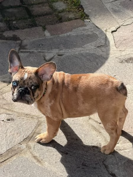 Bull dog francese Roky | Foto 0