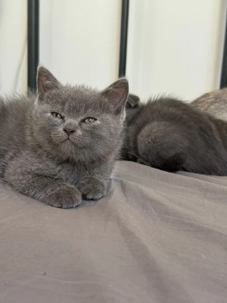 Gatti Scottish fold/straight 