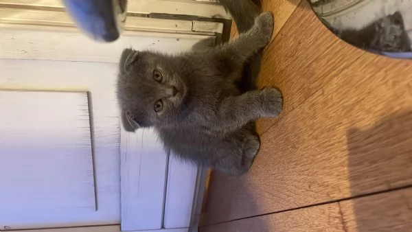Gatti Scottish fold/straight  | Foto 2