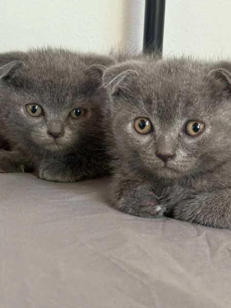 Gatti Scottish fold/straight  | Foto 1