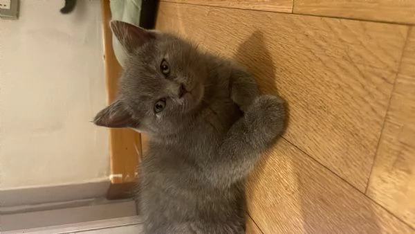 Gatti Scottish fold/straight  | Foto 0