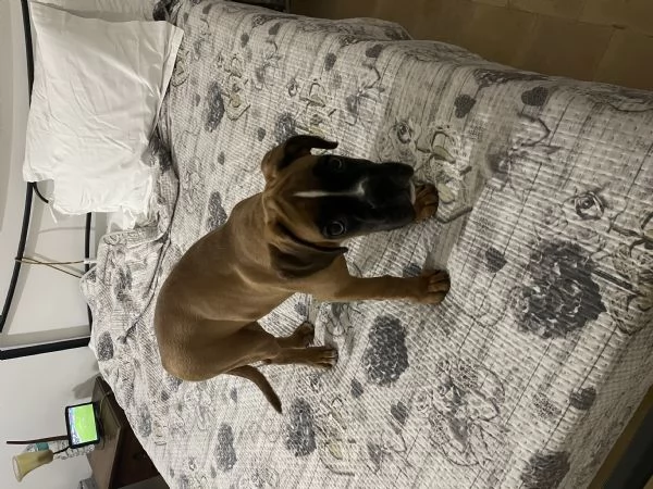 Cucciolo di boxer
