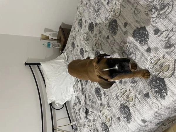 Cucciolo di boxer | Foto 2
