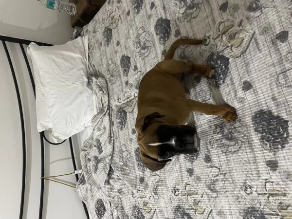 Cucciolo di boxer | Foto 1